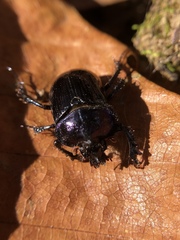 Ceratophyus martinezi