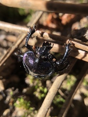 Ceratophyus martinezi