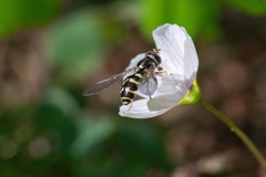 Dasysyrphus venustus