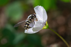 Dasysyrphus venustus