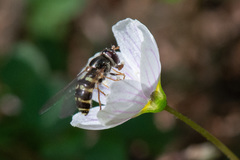 Dasysyrphus venustus
