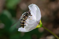 Dasysyrphus venustus