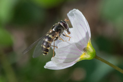 Dasysyrphus venustus