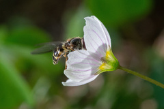 Dasysyrphus venustus