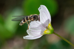 Dasysyrphus venustus
