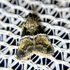 Orthaga atribasalis