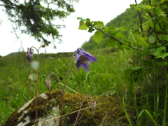 Aquilegia nigricans