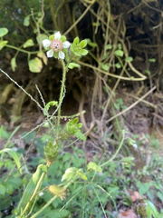 Nasa triphylla subsp. rudis image