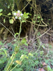 Nasa triphylla rudis