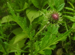 Carduus defloratus tridentinus