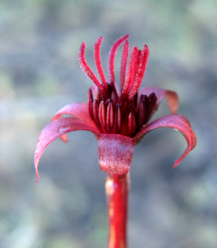 Cabombaceae image