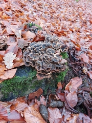 Trametes versicolor