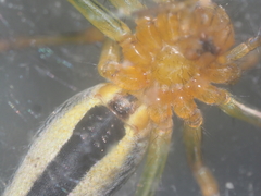 Oxyopes lineatipes