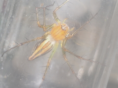 Oxyopes lineatipes