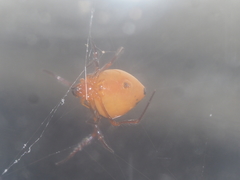 Theridion quadratum