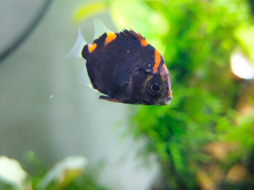 Argus fish (Scatophagus argus) — Scatophagidae