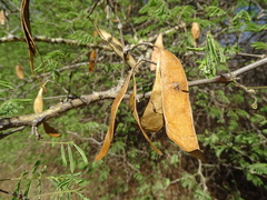 Senegalia fleckii