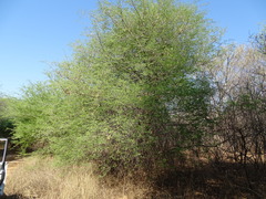 Senegalia fleckii