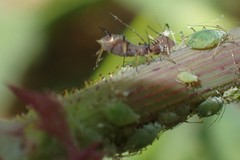 Hyperomyzus lactucae