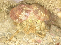Dardanus deformis