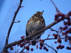 Turdus iliacus