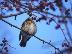Turdus iliacus