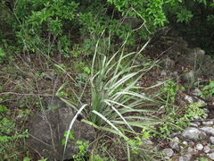 Dasylirion berlandieri