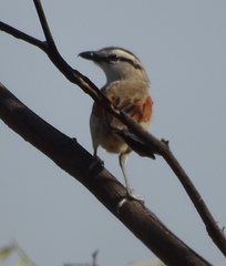 Tchagra australis