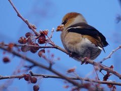 Coccothraustes coccothraustes