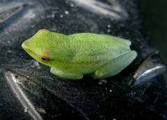 Hyperolius benguellensis