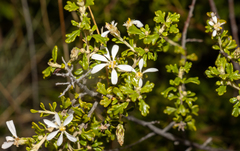 Olearia exiguifolia