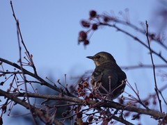 Turdus atrogularis