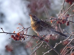 Turdus pilaris