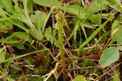 Botrychium hesperium