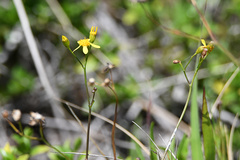 Cineraria erodioides