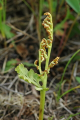 Botrychium hesperium