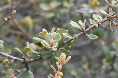 Ceanothus otayensis