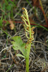 Botrychium hesperium