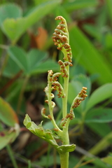 Botrychium hesperium