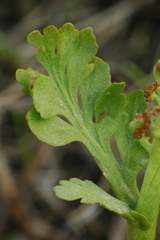 Botrychium hesperium