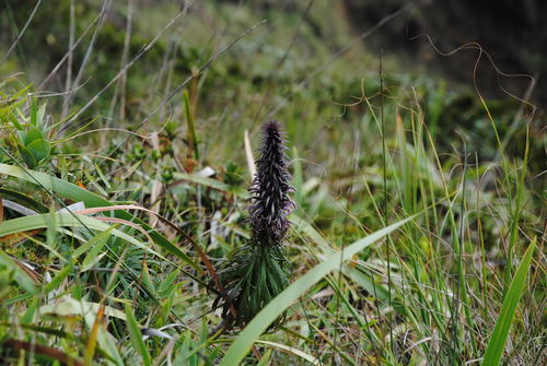 Lobelia pringlei