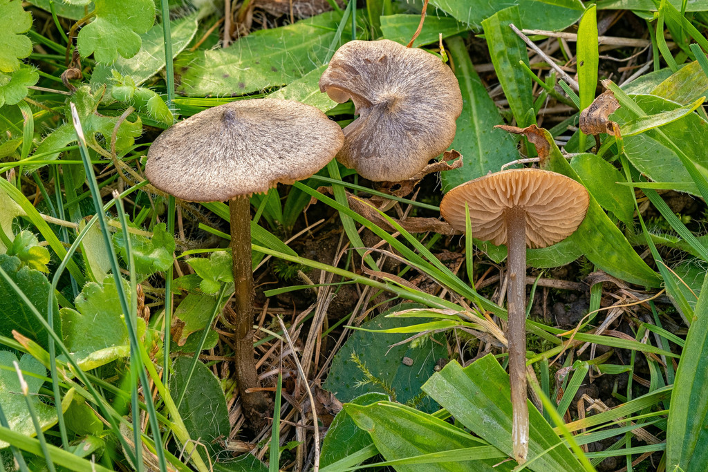 Entoloma resutum