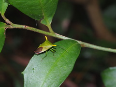 Acanthosoma laevicorne