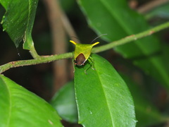 Acanthosoma laevicorne