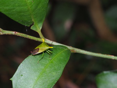 Acanthosoma laevicorne