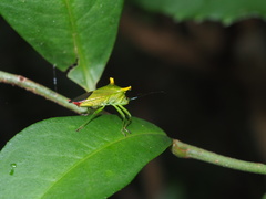 Acanthosoma laevicorne