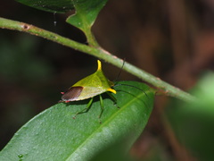 Acanthosoma laevicorne