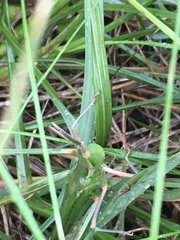 Acrida acuminata