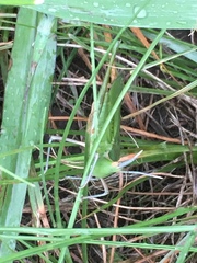 Acrida acuminata