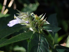 Rungia taiwanensis